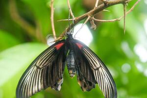 Papilio Memnon is a butterfly that has beautiful color patterns and lives in many Asian countries, including Indonesia photo