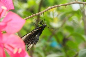 Papilio Memnon is a butterfly that has beautiful color patterns and lives in many Asian countries, including Indonesia photo