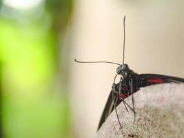 Papilio Memnon is a butterfly that has beautiful color patterns and lives in many Asian countries, including Indonesia photo