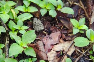 Small grasses that grow on top of humus soil photo