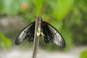 Papilio Memnon is a butterfly that has beautiful color patterns and lives in many Asian countries, including Indonesia photo