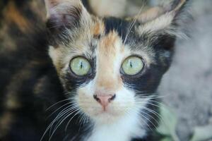 Close-up of a kitten's face in the front yard of the house photo