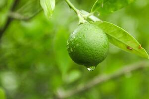 Lime fruit that is still on the tree, green lime as an additional ingredient for drinks photo