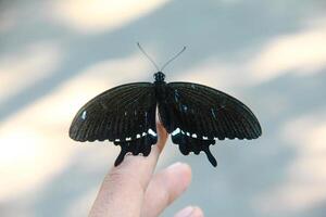 A skipper butterfly perched on the hand of a Southeast Asian man photo
