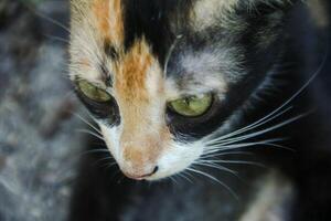 Close-up of a kitten's face in the front yard of the house photo