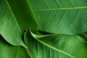 Background of green leaves from water guava trees illuminated by the morning sun photo