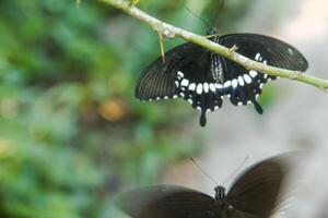 A skipper butterfly is perched on a lime tree and is being disturbed by other skipper butterflies photo