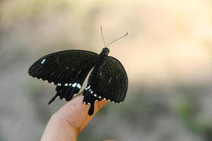 A skipper butterfly perched on the hand of a Southeast Asian man photo
