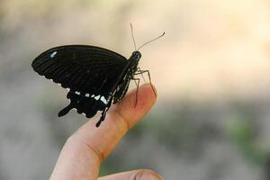 A skipper butterfly perched on the hand of a Southeast Asian man photo