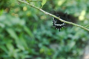 A skipper butterfly is perched on a lime tree and is being disturbed by other skipper butterflies photo