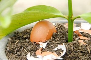 Egg shells and plants, the benefits of calcium from egg shells are good for plant fertility photo