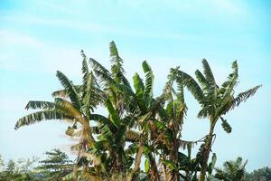 Banana tree with its green leaves photo