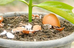 Egg shells and plants, the benefits of calcium from egg shells are good for plant fertility photo