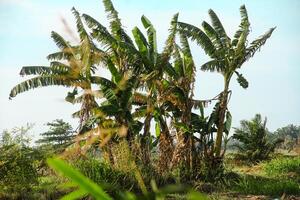 Banana tree with its green leaves photo