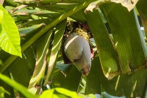 Banana blossoms and green bananas that are still on the tree photo