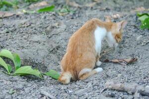 A kitten defecating on the dry ground in front of the yard photo