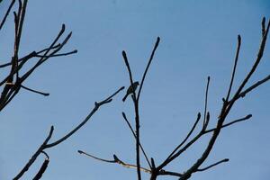 The silhouette of a small bird perched on a small branch of a tree that doesn't have many leaves photo