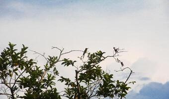 The silhouette of a small bird perched on a small branch of a tree that doesn't have many leaves photo
