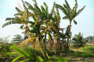 Banana tree with its green leaves photo