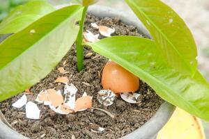 Egg shells and plants, the benefits of calcium from egg shells are good for plant fertility photo