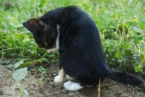 A kitten defecating on the dry ground in front of the yard photo