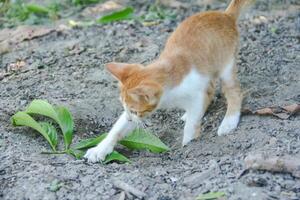 A kitten defecating on the dry ground in front of the yard photo