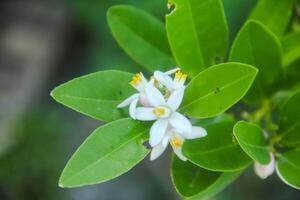 White flowers from the pistils of Lime trees that bloom and are ready to become fresh lime fruit photo