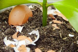 Egg shells and plants, the benefits of calcium from egg shells are good for plant fertility photo