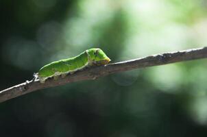 Macro photography of a green caterpillar walking on a twig and looking for food to prepare to become a cocoon photo