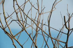 Dry trees with their leaves falling off leaving only their trunks and twigs photo