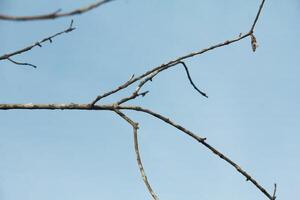 Dry trees with their leaves falling off leaving only their trunks and twigs photo