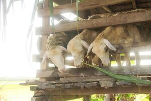 Goat farming, goats are in cages and are usually used as animals for Eid al Adha photo