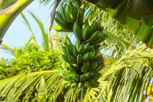 Green banana fruit that is still on the tree and ready to be harvested by farmers photo