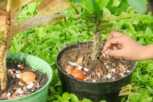 Egg shells and plants, the benefits of calcium from egg shells are good for plant fertility photo