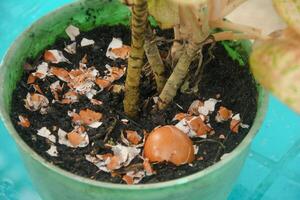 Egg shells and plants, the benefits of calcium from egg shells are good for plant fertility photo