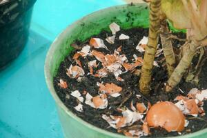 Egg shells and plants, the benefits of calcium from egg shells are good for plant fertility photo