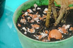 Egg shells and plants, the benefits of calcium from egg shells are good for plant fertility photo