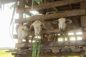 Goat farming, goats are in cages and are usually used as animals for Eid al Adha photo