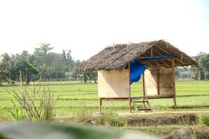 Small huts in the middle of rice fields are usually used by farmers as a place to rest and avoid the sun photo