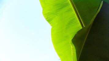 Close Up of a banana leaf with clear and beautiful leaf structure photo