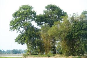 Sandoricum koetjape or Harp tree, low angel from the Harp tree which has a large trunk and lush green leaves photo