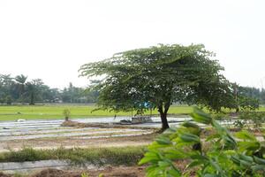 Small huts in the middle of rice fields are usually used by farmers as a place to rest and avoid the sun photo