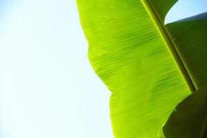 Close Up of a banana leaf with clear and beautiful leaf structure photo