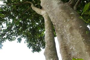 Sandoricum koetjape or Harp tree, low angel from the Harp tree which has a large trunk and lush green leaves photo