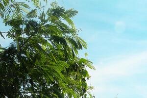 Fresh green petai leaves blown by the wind photo