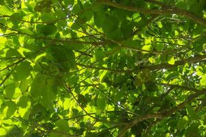 Sandoricum koetjape or Harp tree, low angel from the Harp tree which has a large trunk and lush green leaves photo