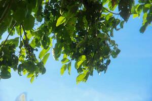 Sandoricum koetjape or Harp tree, low angel from the Harp tree which has a large trunk and lush green leaves photo