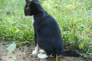 A kitten defecating on the dry ground in front of the yard photo