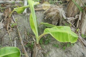 Banana tree saplings or shoots from banana plants that live around the parent plant photo