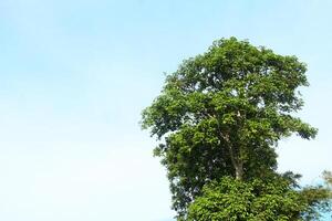 Sandoricum koetjape or Harp tree, low angel from the Harp tree which has a large trunk and lush green leaves photo